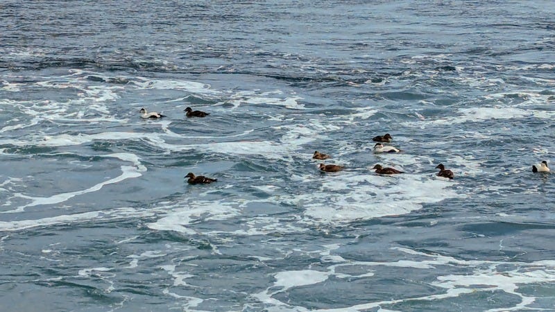 A group of common eiders, a type of duck, swimming together