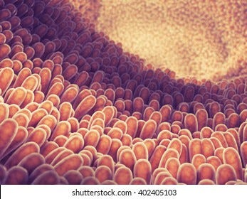 5,687 Villi Images, Stock Photos, 3D objects, & Vectors | Shutterstock