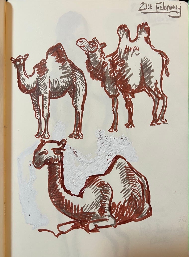 Three rough sketches of camels, done in brown and grey felt tip, with some assistance from correcting fluid. 