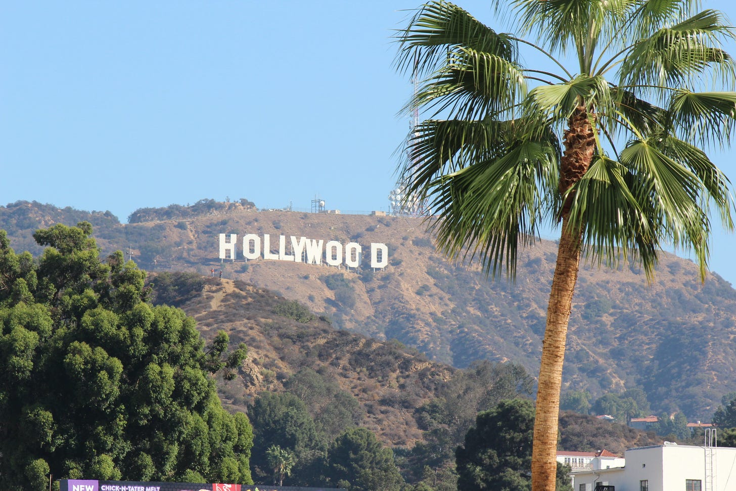 The Hollywood sign under a blue sky with a palm tree in the foreground