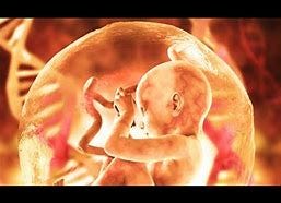 Image result for human fetus fetal awareness consciousness