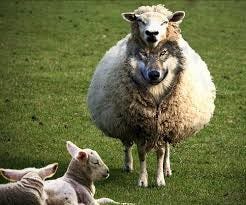 Wolf In Sheep's Clothing-Recognizing the tactics of manipulation and control