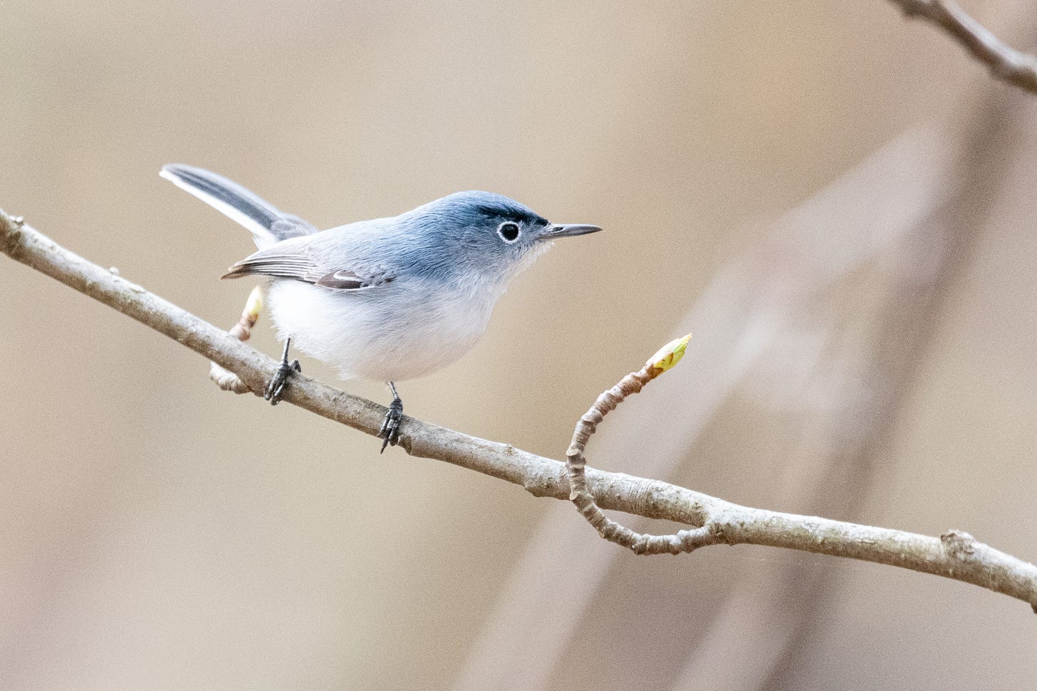 A blue-gray gnatcatcher, in profile, looks straight ahead with the intensity of a bird dog pointing