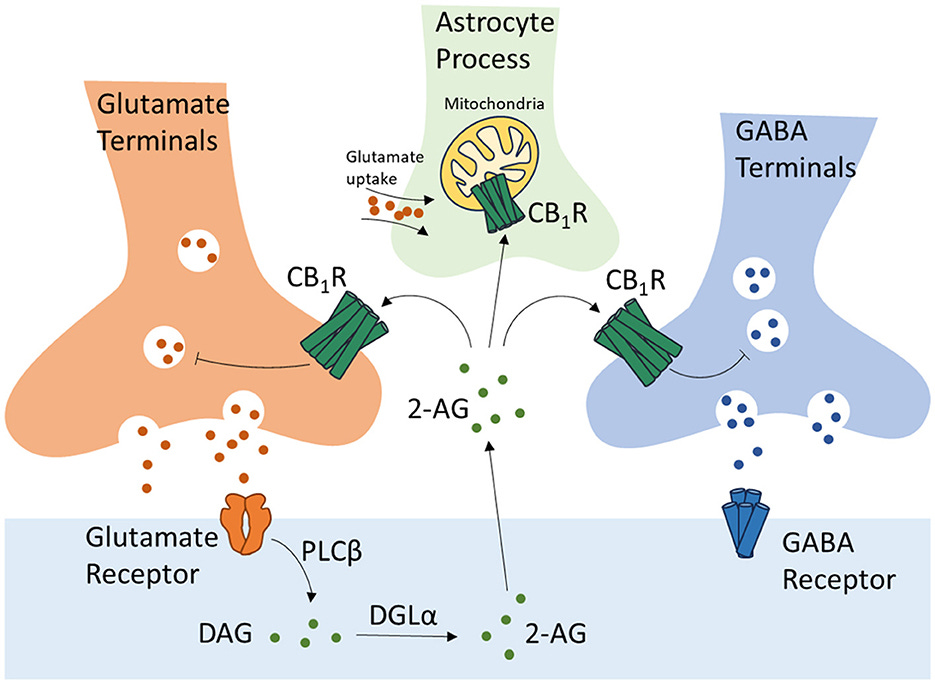 Frontiers | Cannabinoids and monoaminergic system: implications for  learning and memory