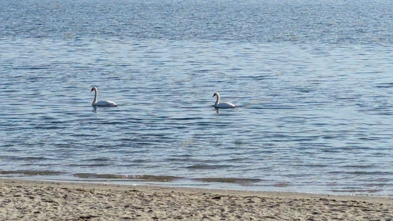 Two swans swimming together next to a sandy beach