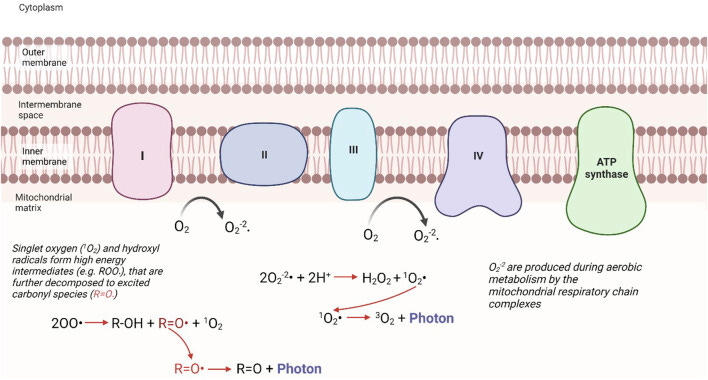 An external file that holds a picture, illustration, etc.
Object name is fphys-15-1348915-g001.jpg