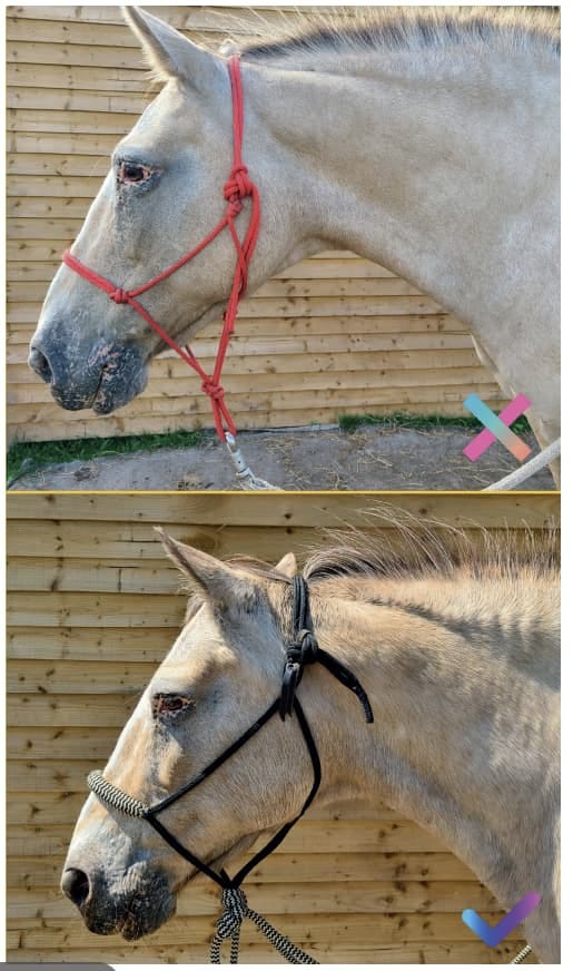 Picture showing correct and incorrect fitting of a rope halter