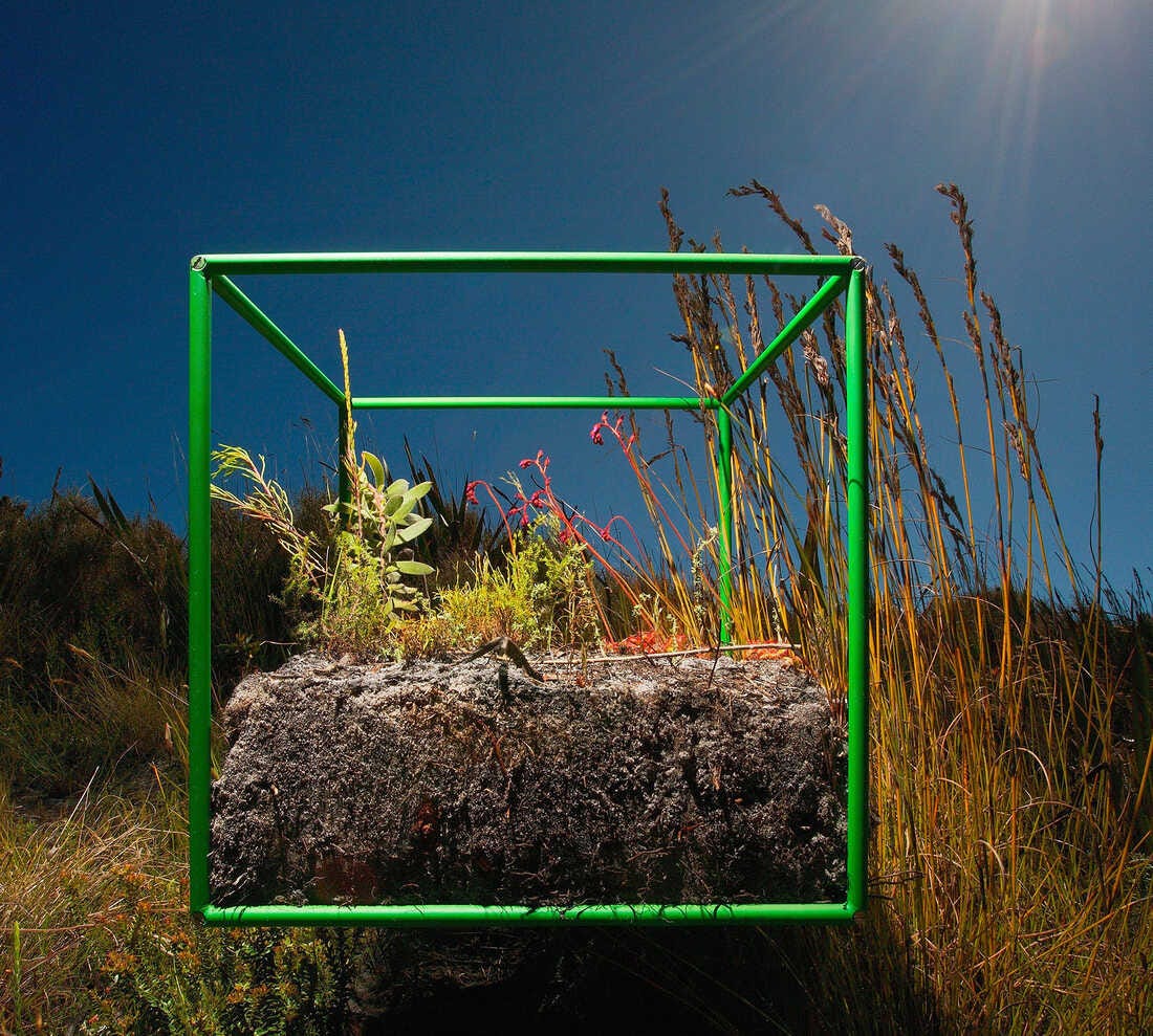 Sifting through samples within the cube, photographer David Littschwager counted 90 separate species, including 25 types of plants just on the soil surface, along with some 200 seeds representing at least five of those species. Sifting through samples within the cube, photographer David Littschwager counted 90 separate species, including 25 types of plants just on the soil surface, along with some 200 seeds representing at least five of those species.
