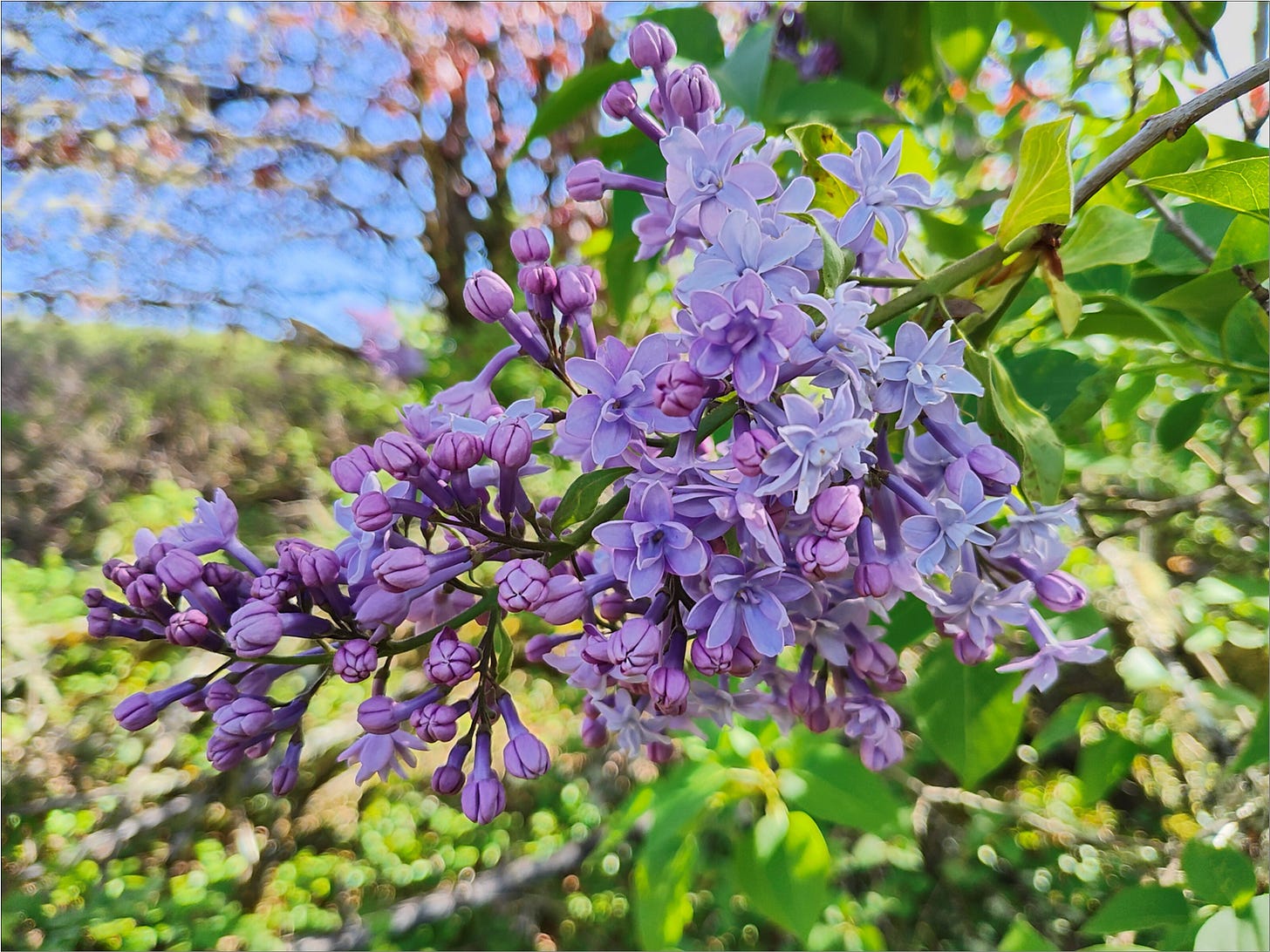 Lavender lilac blooms.