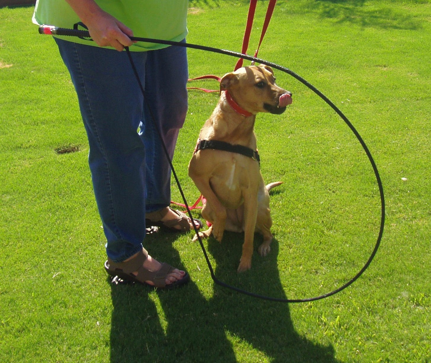 Author holding a black snappy snare device with small tan dog Kody