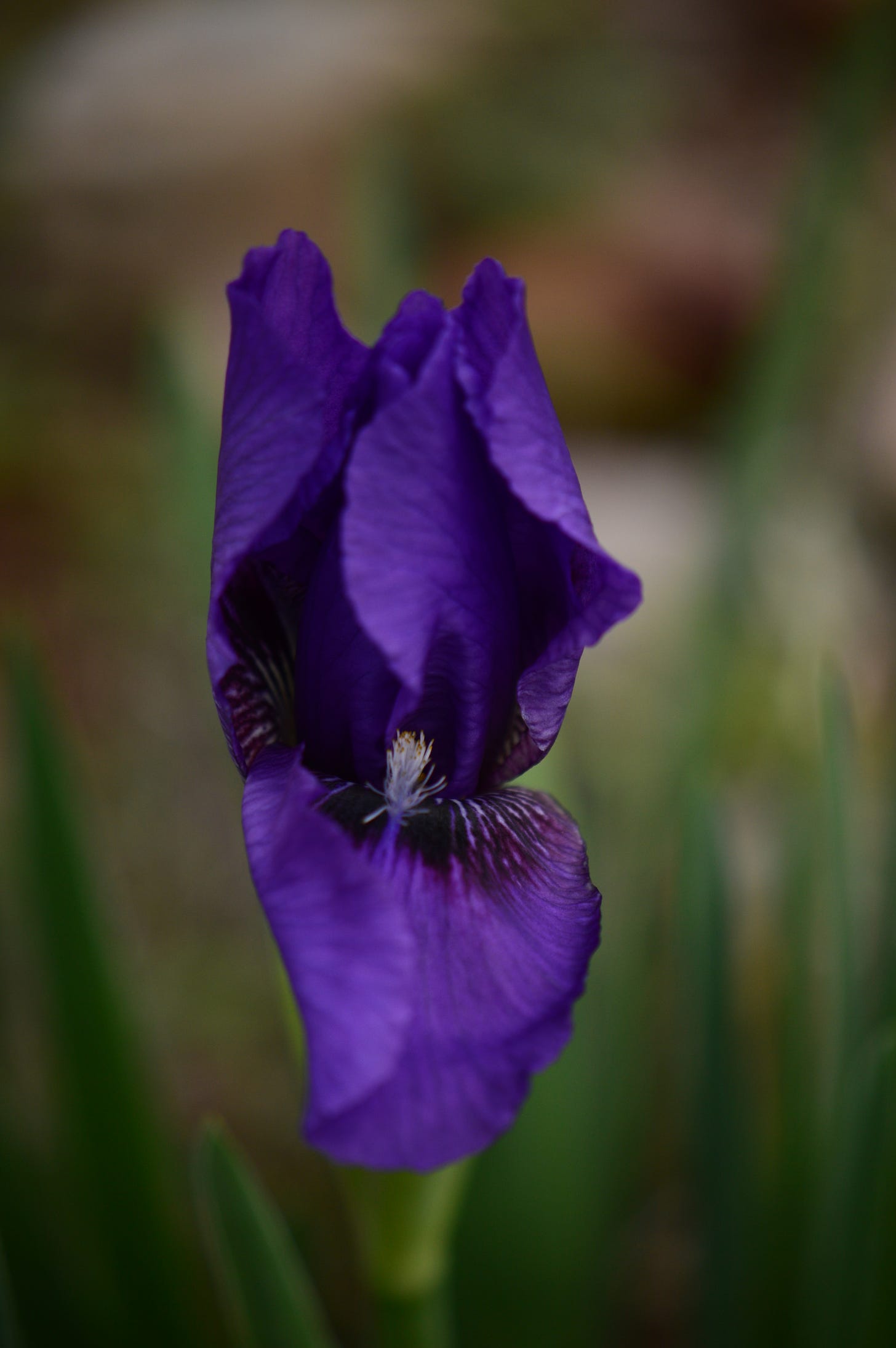 a deep violet iris bud with one petal unfurling to reveal a darker-colored blotch near the center, topped by a pale white beard