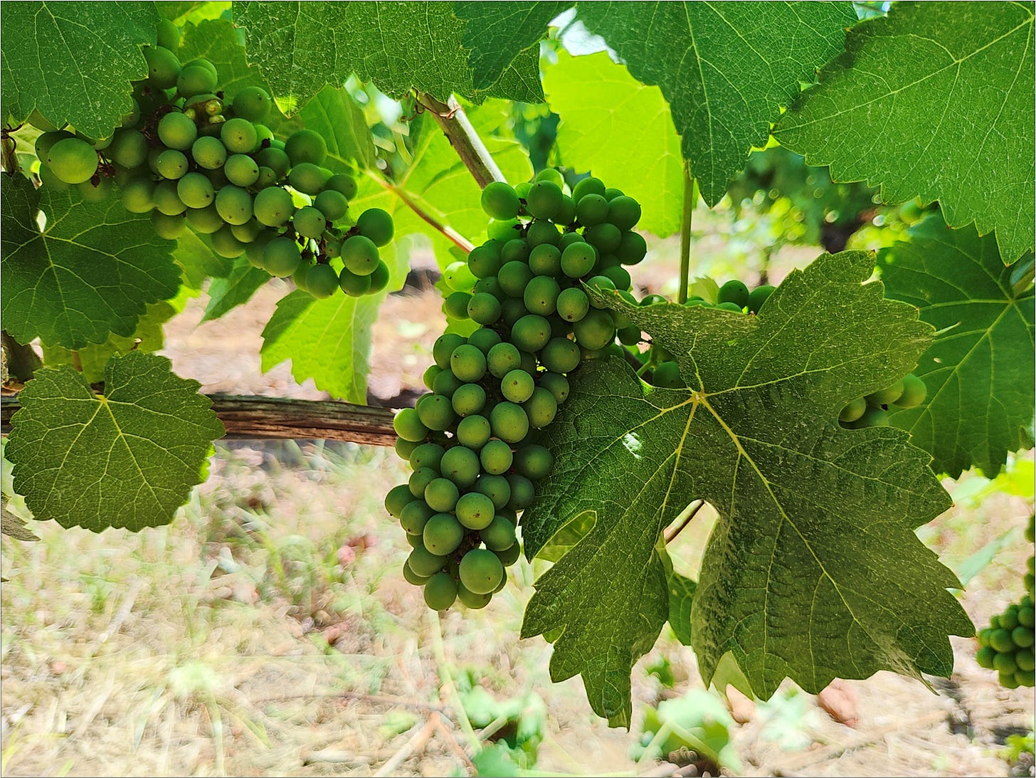 Pommard clone Pinot Noir after leaf removal, still shaded from the sun.