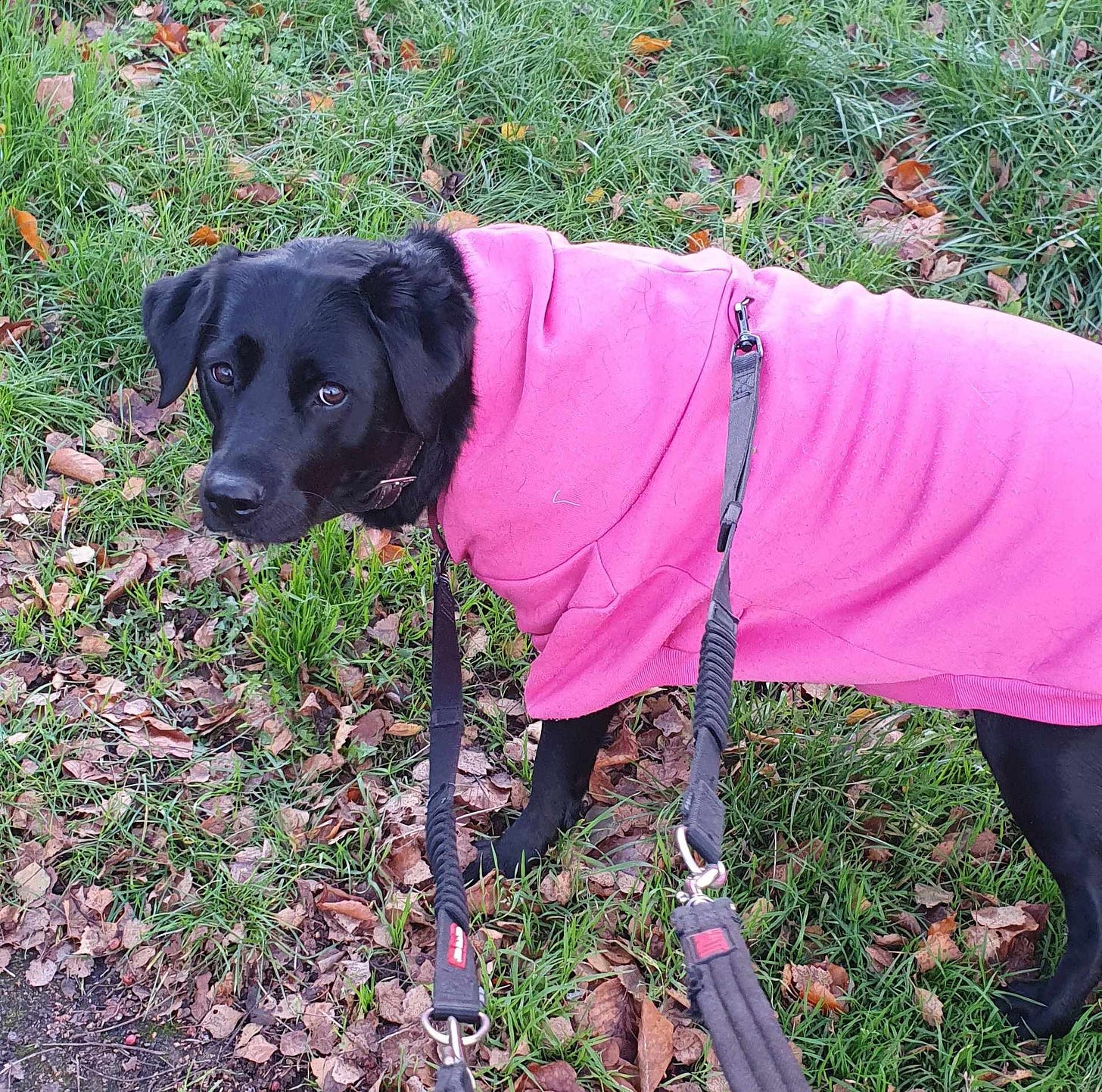 A black dog wearing a pink hoodie on her walk