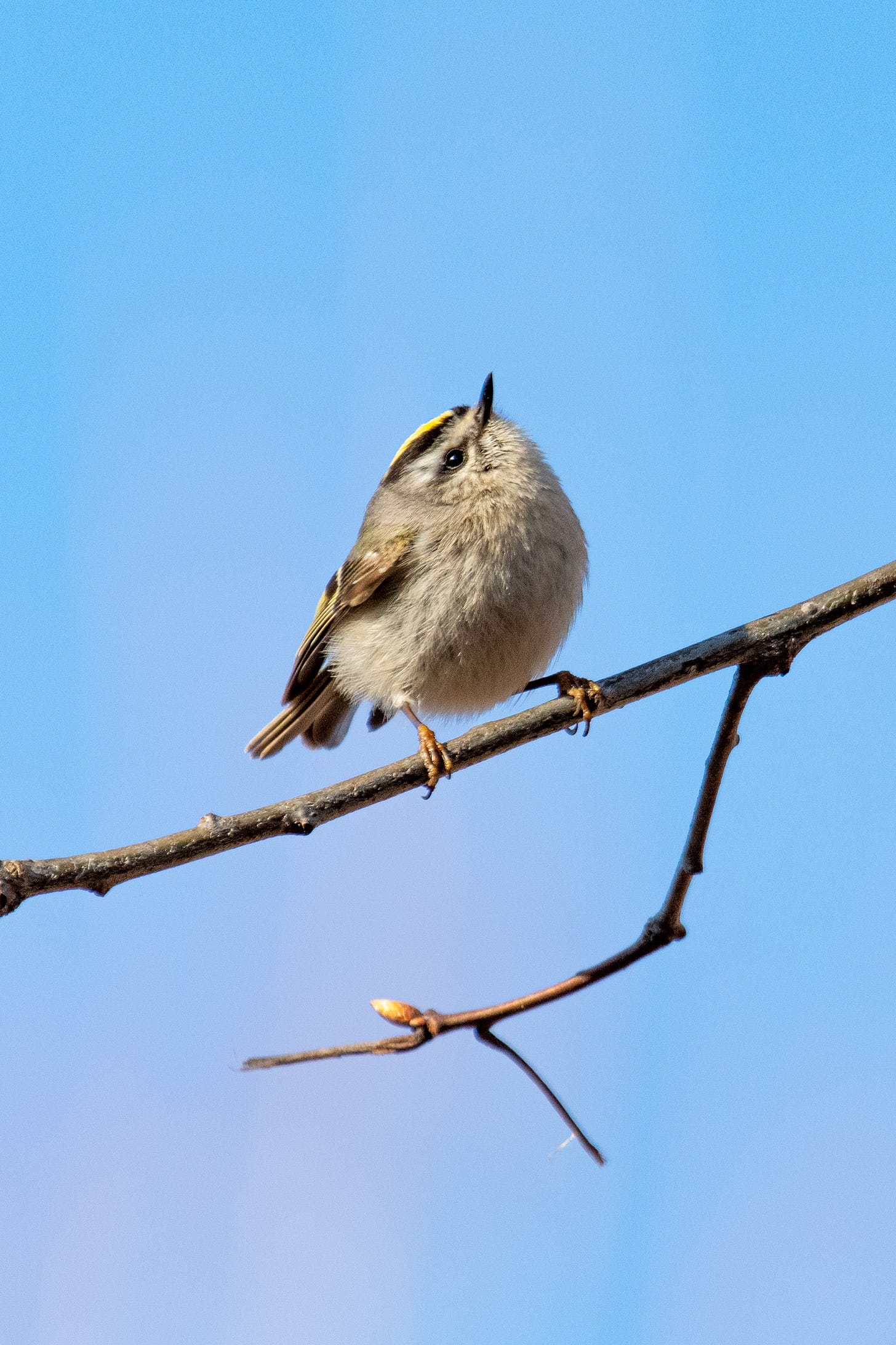 A golden-crowned kinglet, perched, looks straight up into blue sky
