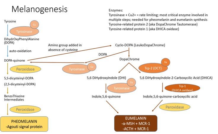 Melanogenesis Diagram | Study tools, Tyrosine, Flashcards