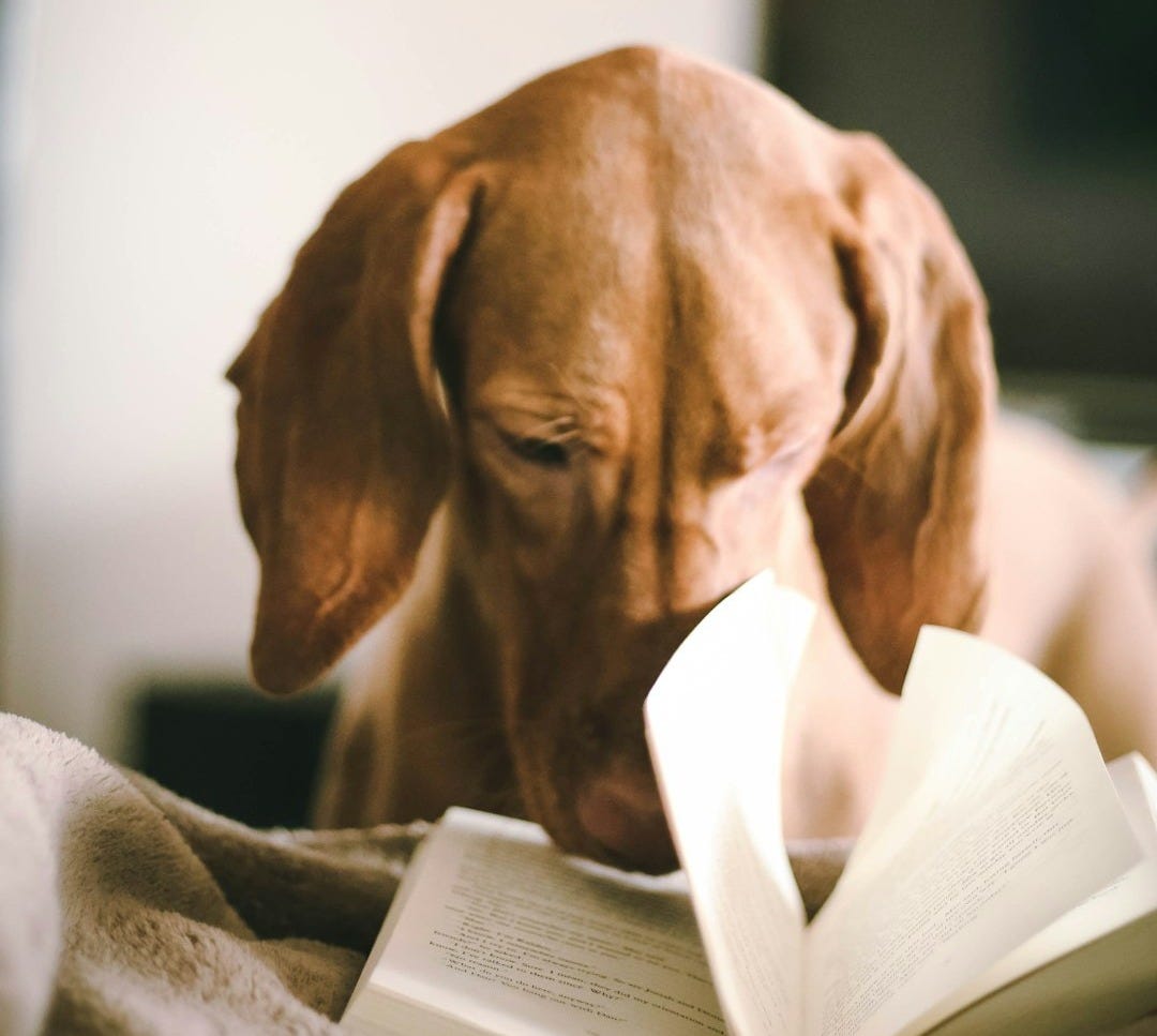 dog reading book during daytime dog reading book during daytime