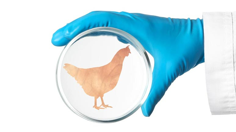 lab grown chicken
