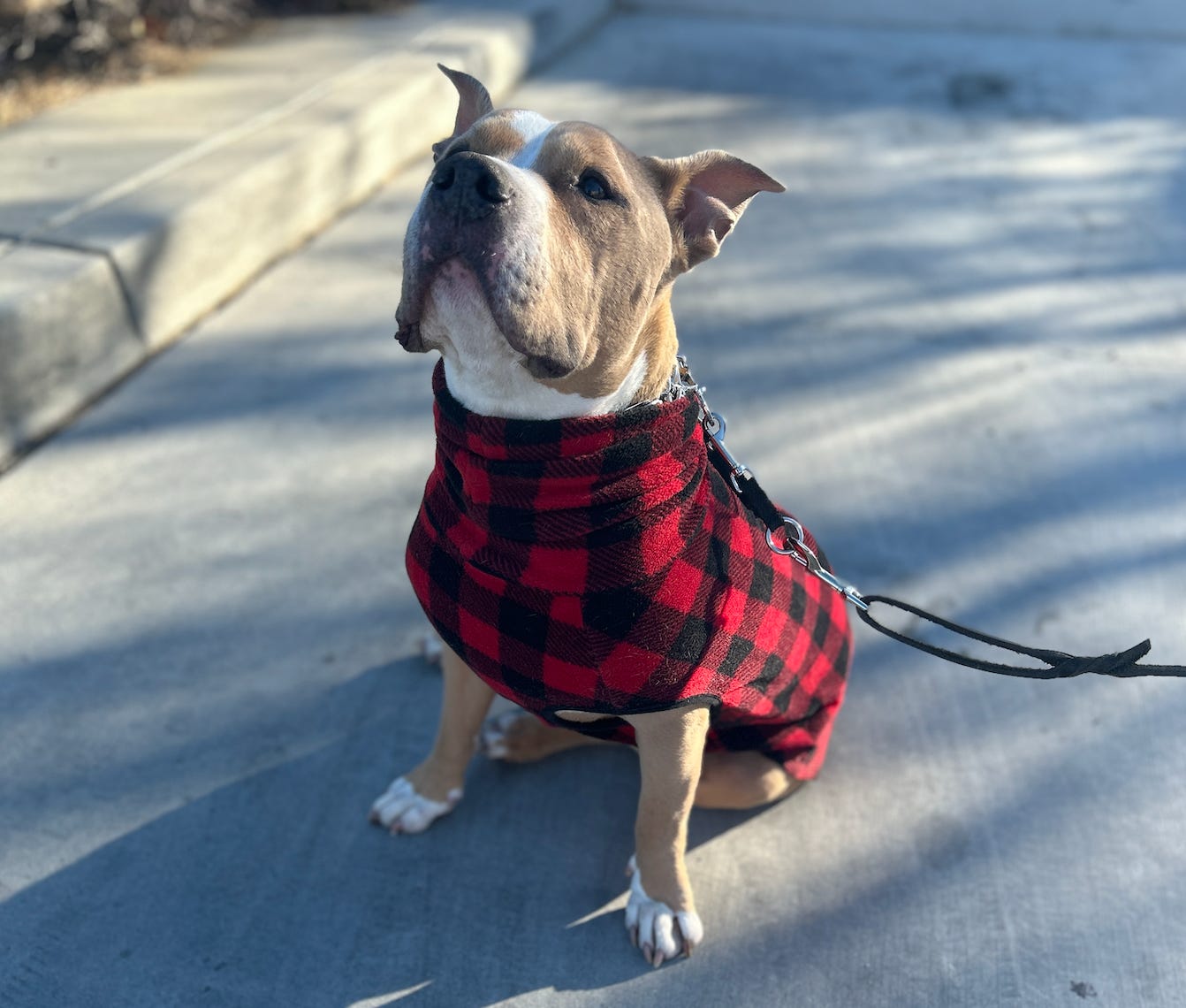 Elvis sitting on pavement looking up while wearing a black and red sweater