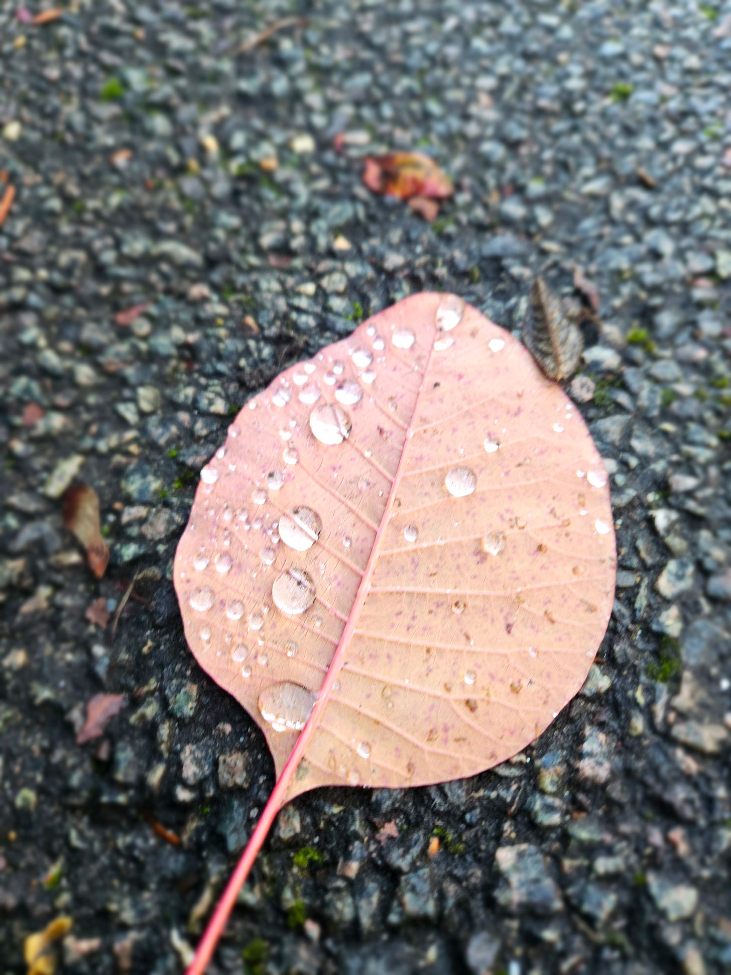 A pink autumn leaf covered in pearl-like rain drops, on a dark pebbled ground