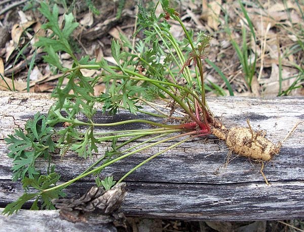 Trachymene incisa [tuber Mitchell Park, Cattai NSW survival.ark.net.au].jpg