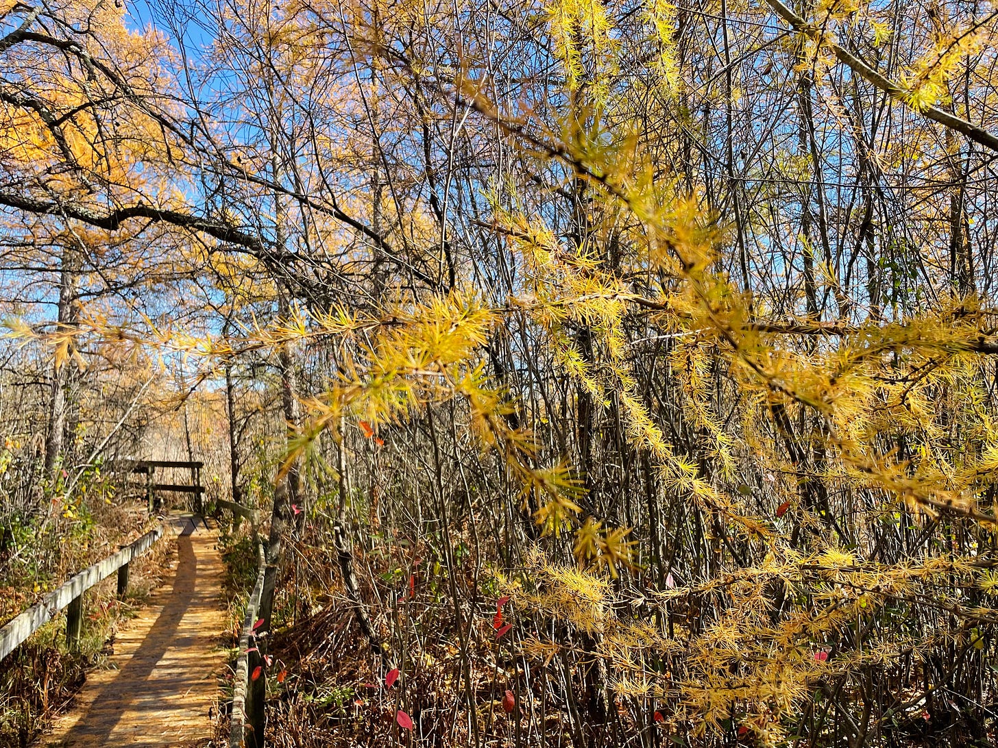 A close up of the yellow needles of a tamarack next to a curving wooden boardwalk.