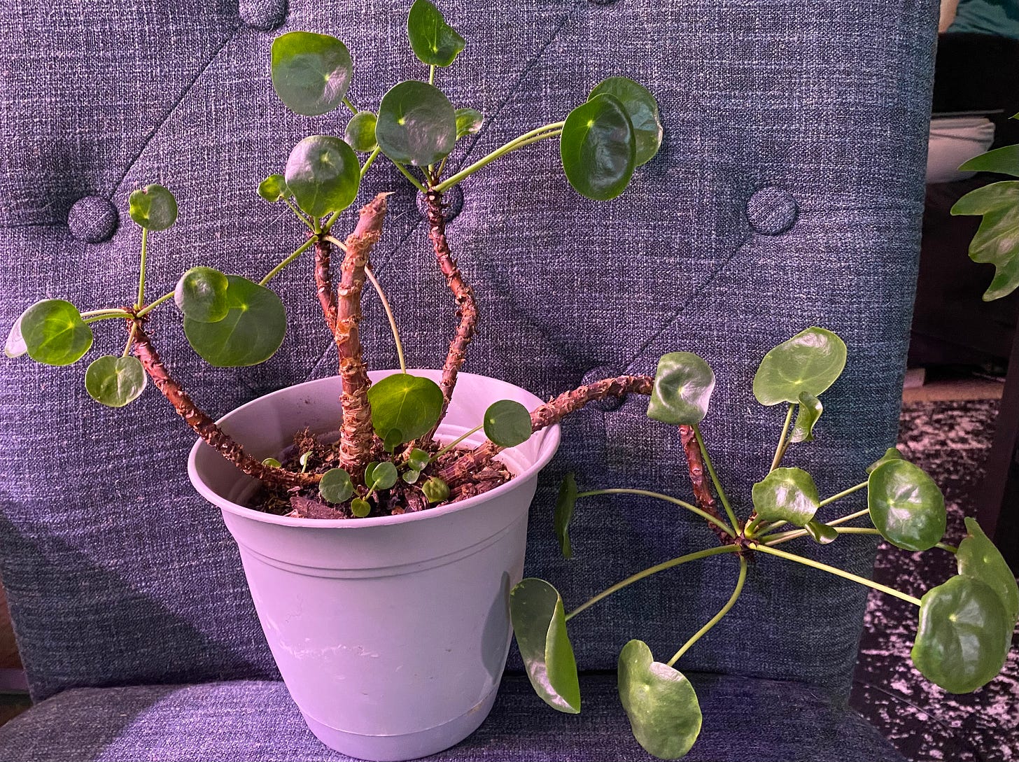 A picture of my larger Pilea peperomioides, named Roswell.