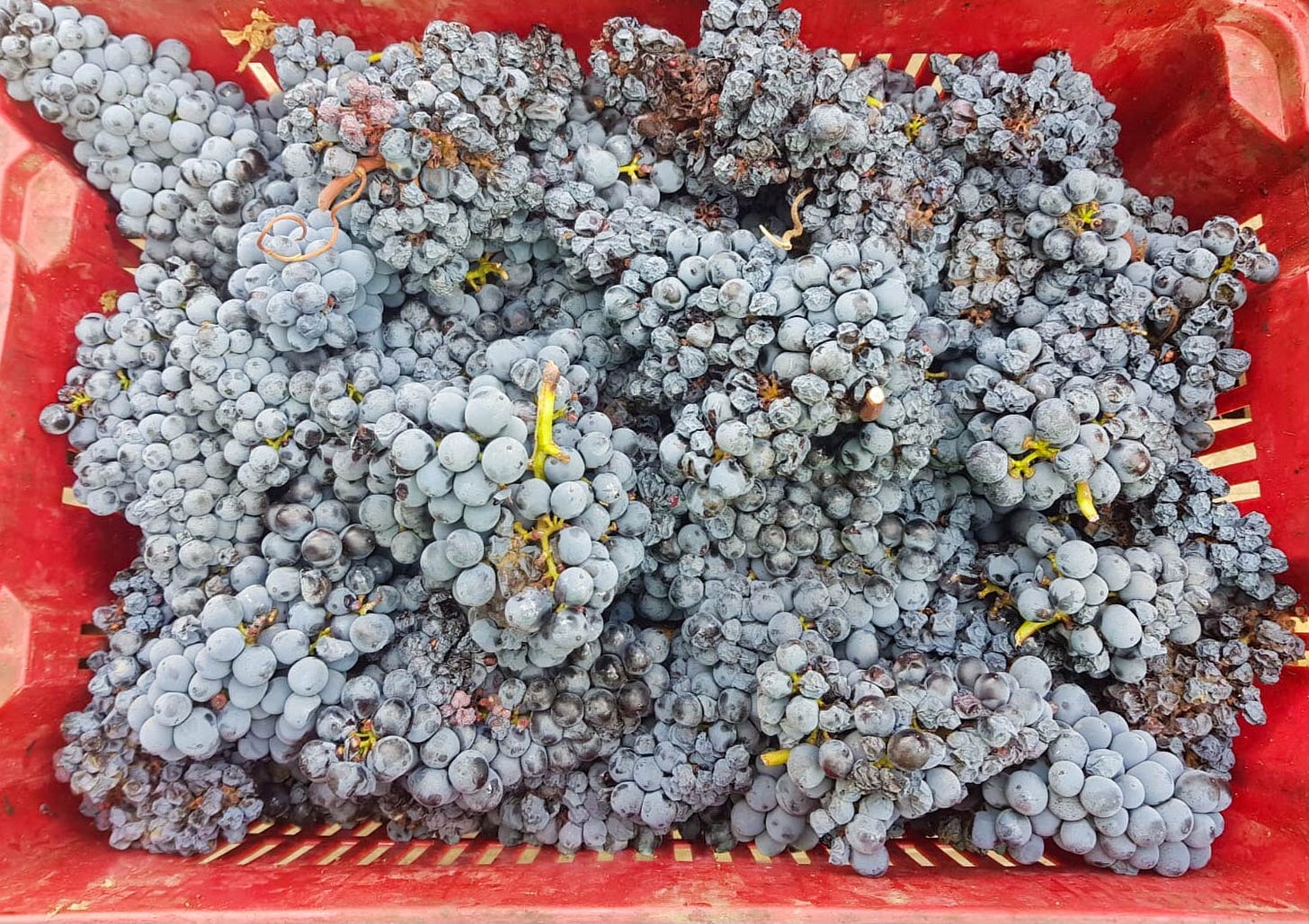 Cannonau grape clusters