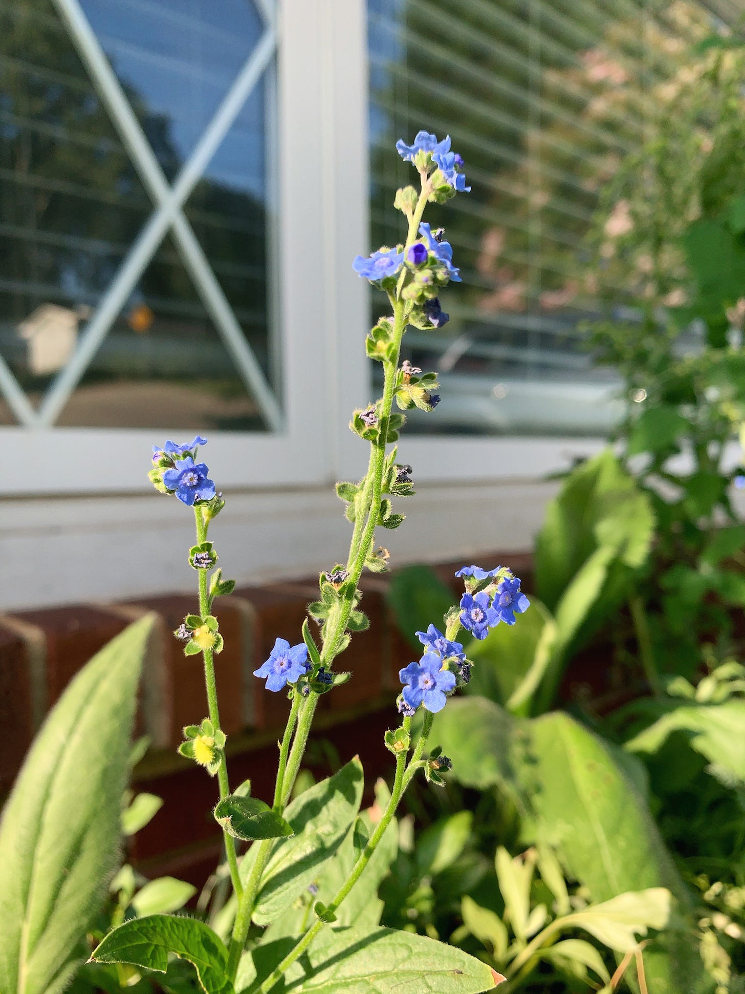 Close-up shot of Chinese Forget-Me-Nots with purply blue petals. The plant stands upright in front of large living room windows.