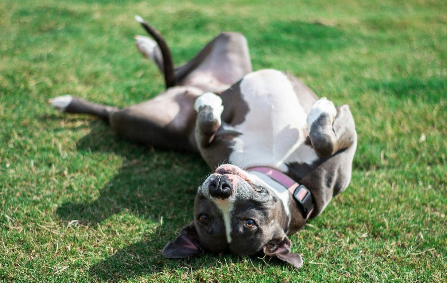 More Than Man's Best Friend: How Dogs Transform Our Health in Unexpected Ways