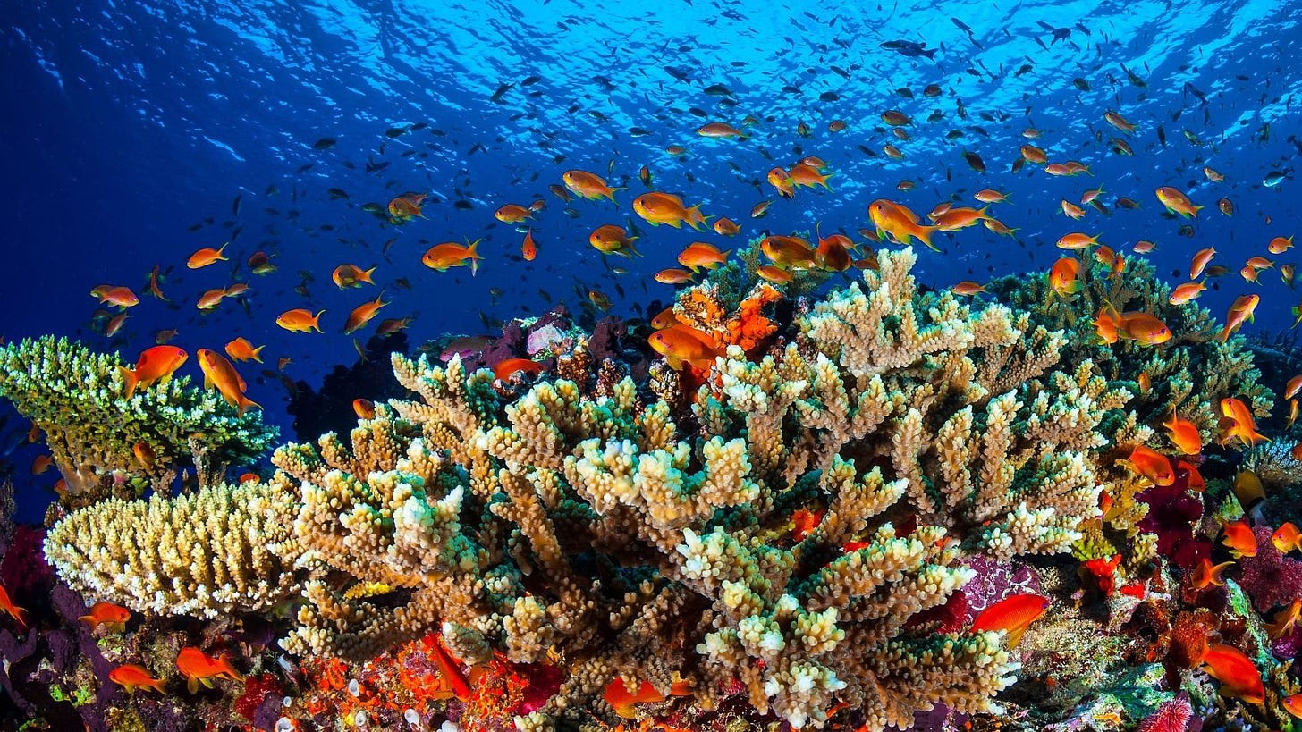 Underwater heatwave destroys vast swathes of barrier reef's coral | World | The Times