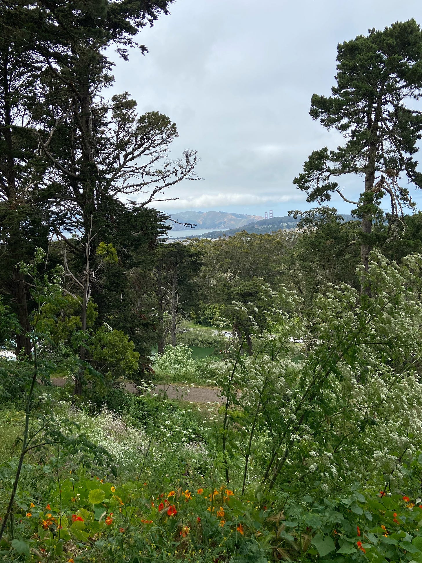 Looking out from the top of a hill surrounding a lake; Golden Gate bridge in the distance. Amy Cowen