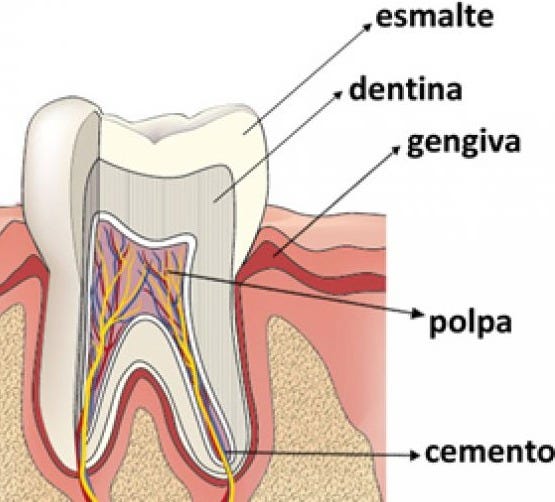 Pesquisa aponta eficácia de novo material para tratamento da  hipersensibilidade dentinária - AUN USP