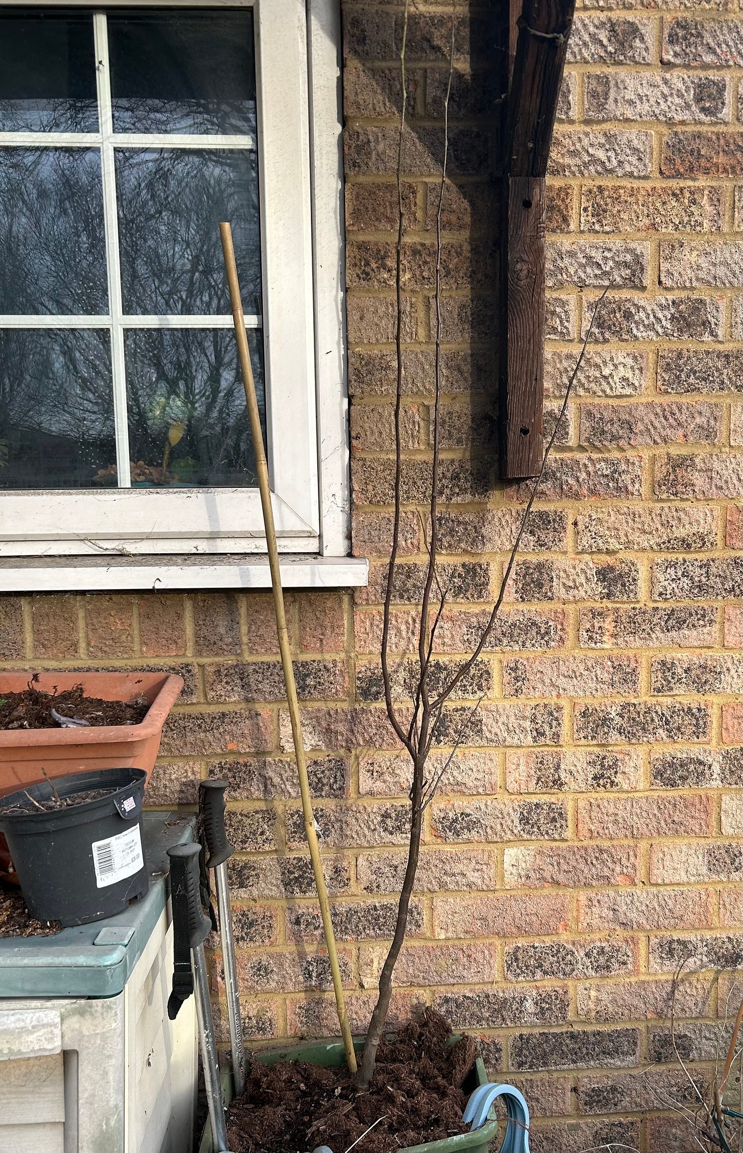 A bare tree with no leaves, planted in a pot and leaning against a brick wall.