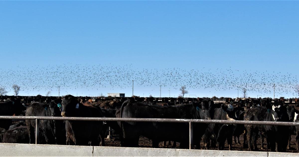 Bird-Livestock Interactions Associated with Increased Cattle Fecal Shedding  of Ciprofloxacin-Resistant Escherichia coli Within Feedlots in the United  States | Feedlot Special | feedlotmagazine.com