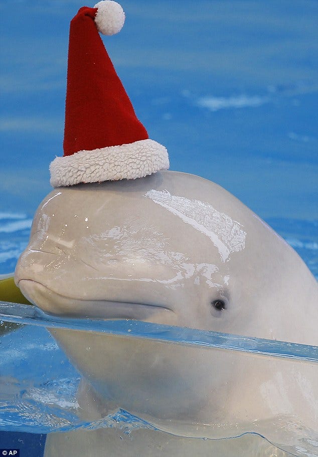 Beluga whales wear Santa hats at the Hakkeijima Sea Paradise in Japan |  Daily Mail Online