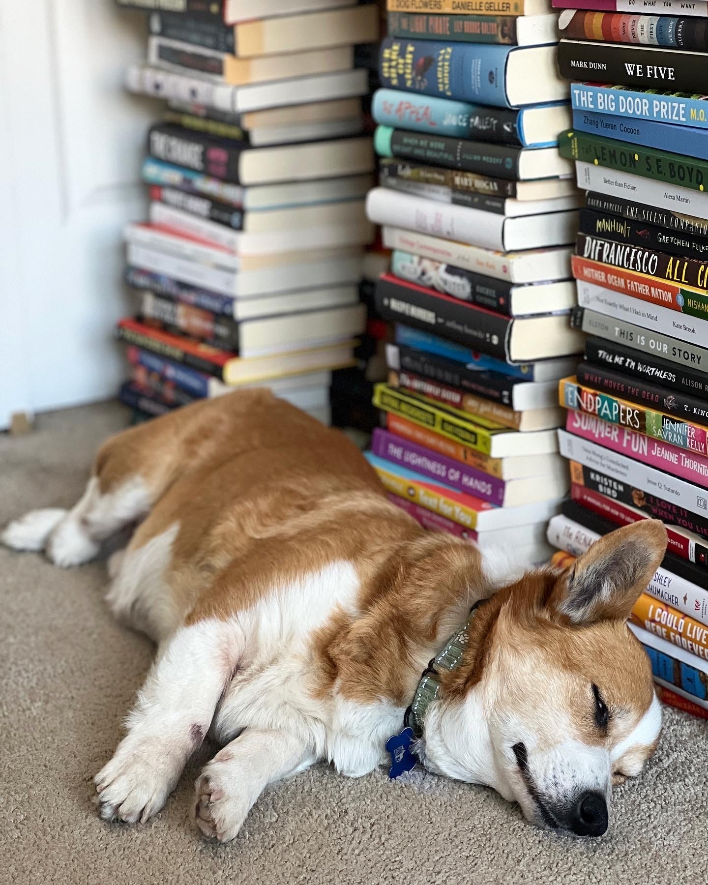 A red and white corgi asleep on his side in front of stacks of books.