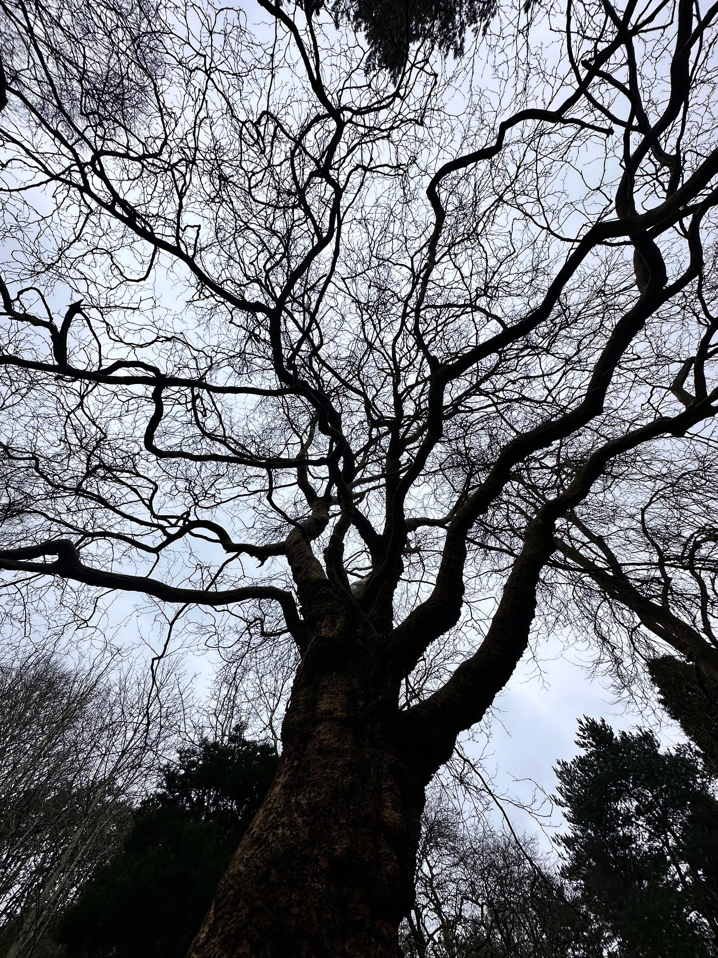 a rather eerie looking photo of a leafless tree with thousands of tiny, spindling branches, taken from below