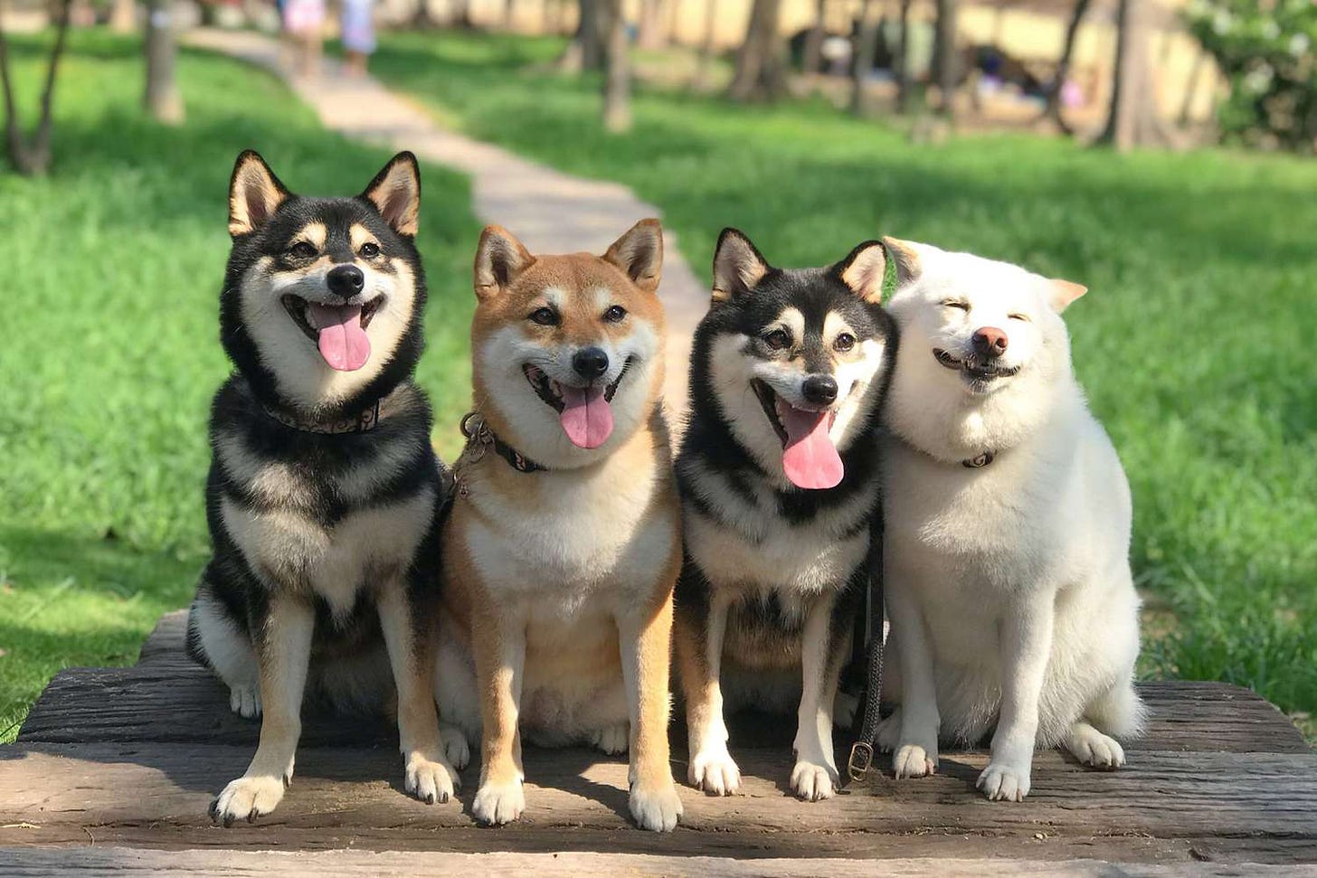 Prankster Shiba Inu Loves to Pull Faces in Photos