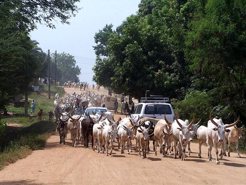 File:Sudan Juba cattle on street.jpg