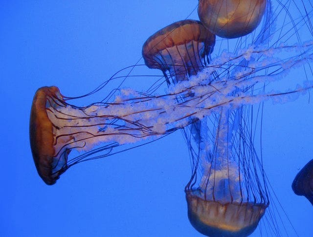 jellyfishstingeachother.jpg