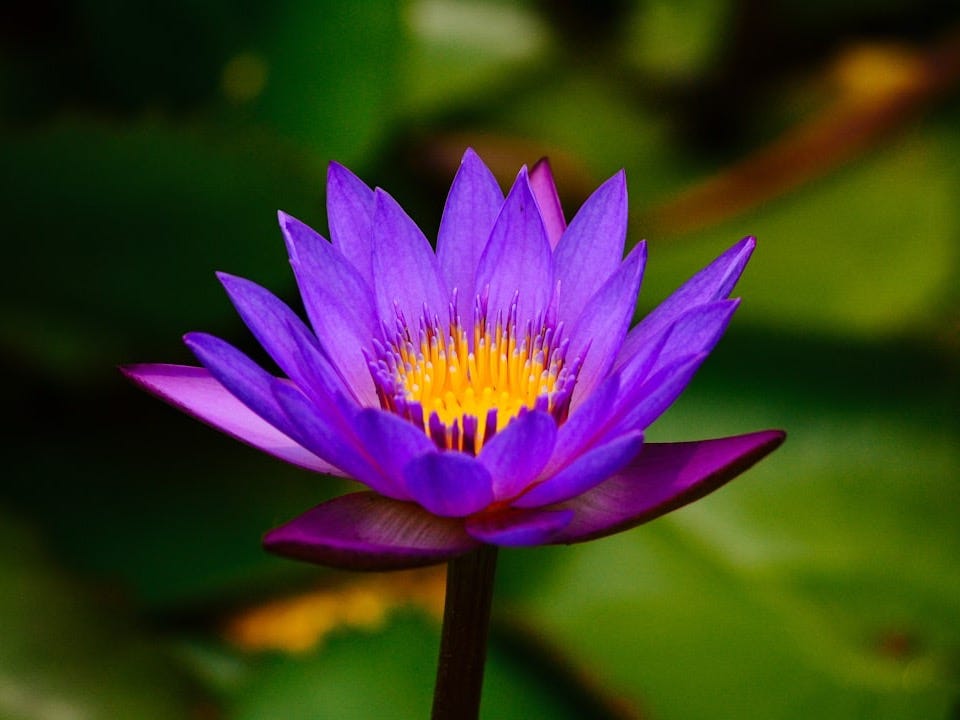 shallow focus photo of blue flower