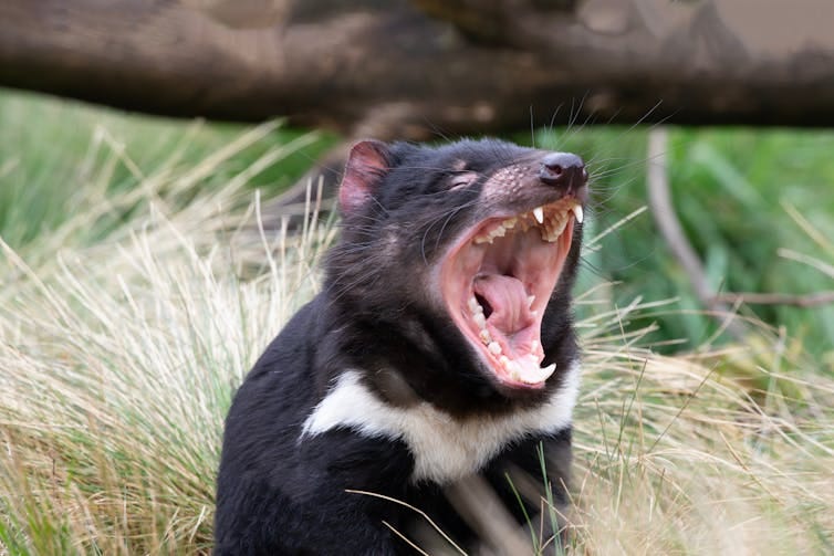 An animal with a black coat with a white patch on its chest opening its jaws wide. An animal with a black coat with a white patch on its chest opening its jaws wide.