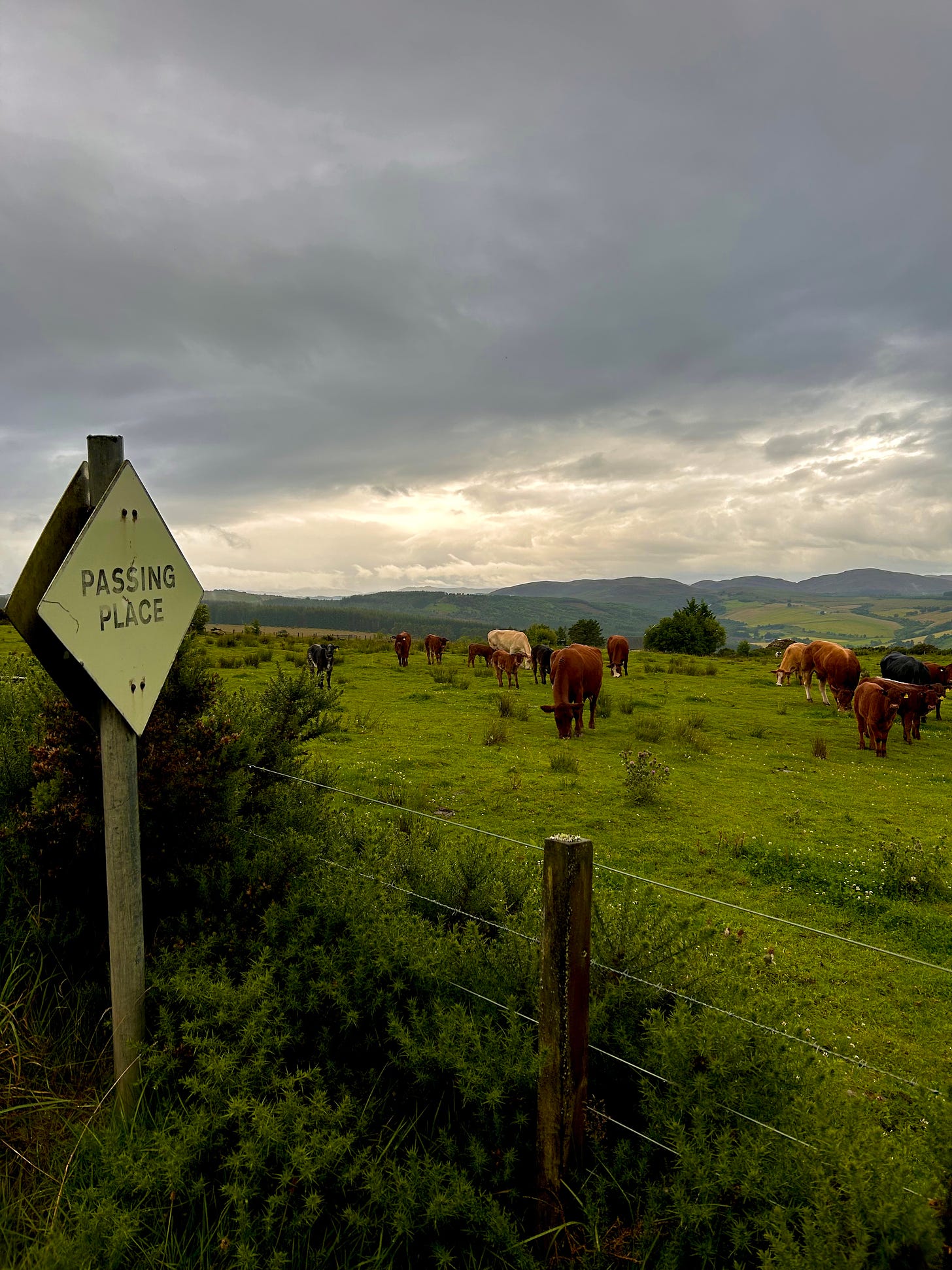A landscape photo. In the foreground is a road sign that says "passing place" and a wire fence with wooden posts. Behind the fence is a pasture filled with cows that are brown and black and white. In the distance are hills and farmlands. The sky is overcast but light comes through near the horizon.