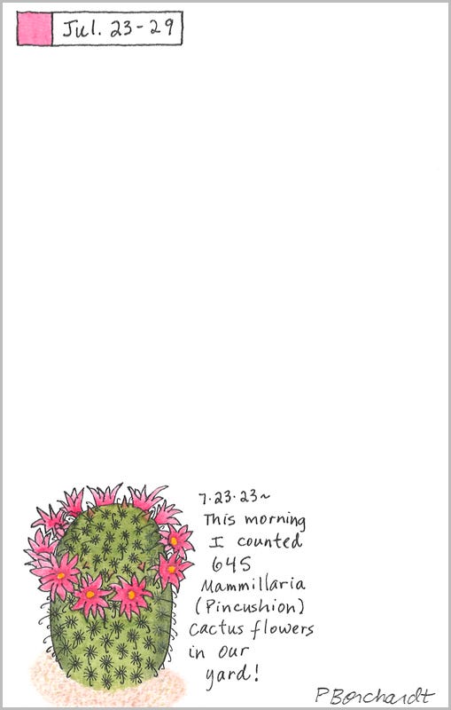 Mammillaria Flowers (pen & watercolor), Perpetual Journal entry