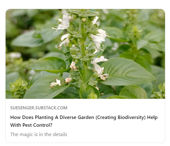 basil in flower