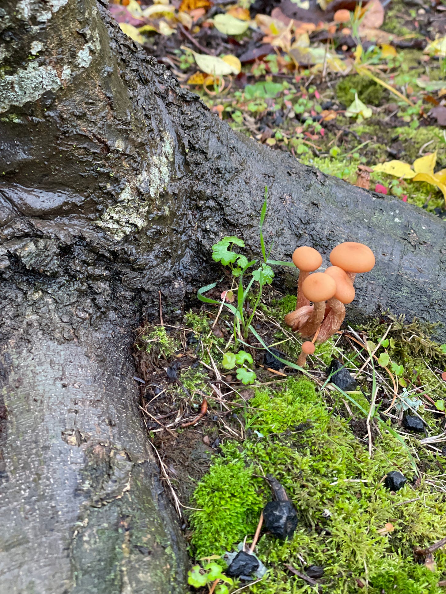 a dark gray tree root is surrouned by the forest floor. There is a small clump or orange ish small mushrooms huddled together