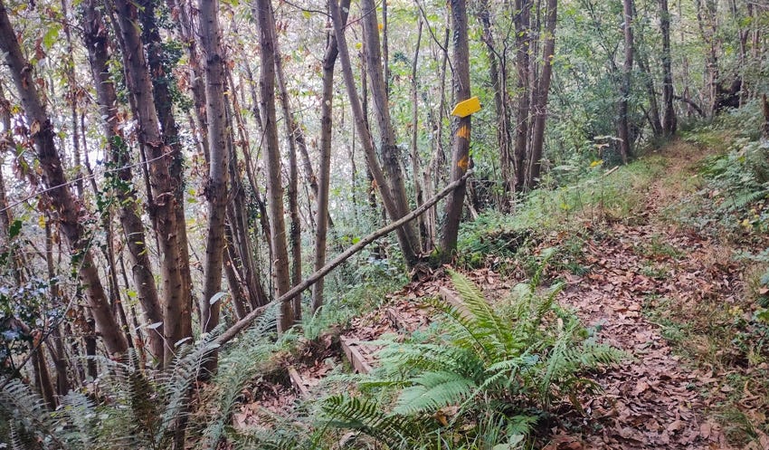Curva en el sendero y señal indicadora del Camino del Salvador, en un árbol