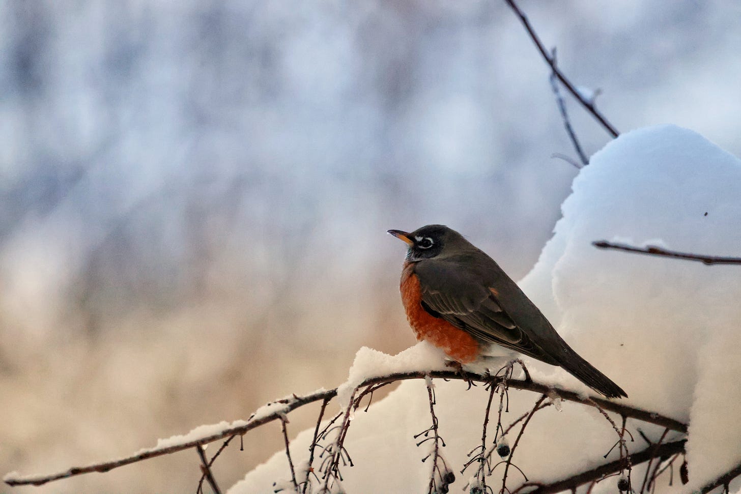 Bird in winter