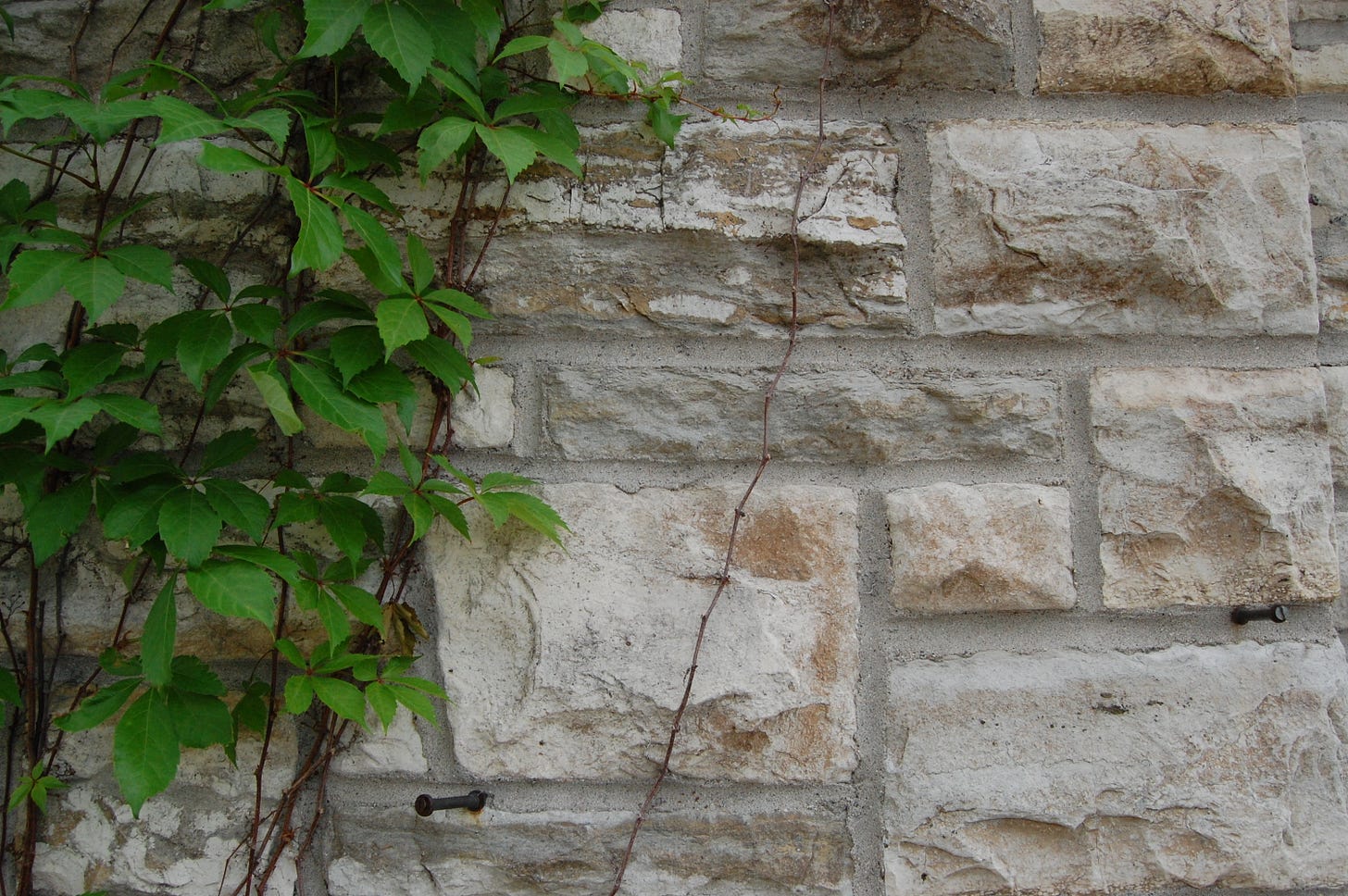 A gray stone wall in detail with a leafy vine crawling up the left frame. 