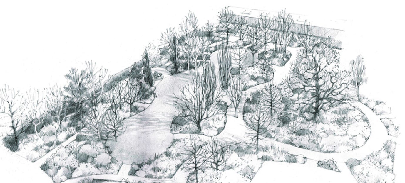 A hand-drawn sketch of a garden design with trees, shrubs and paths
